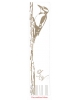 Gift sets Woodpecker GS79wp