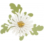 Ligo Daisy