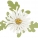Ligo Daisy