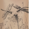 Dragonflies