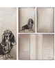 Pets passport cover Basset Hund PCP4 