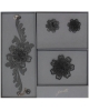 Gift sets Daisy GSJ5da2
